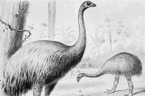 10 Birds That Humans and Cats Hunted to Extinction