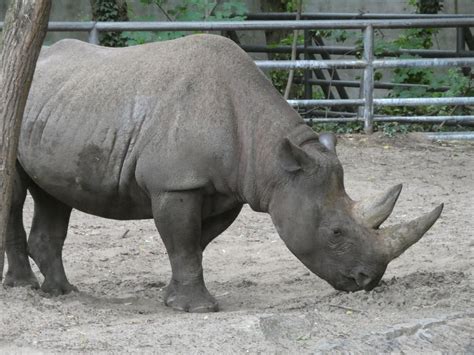 Eastern Black Rhino - ZooChat