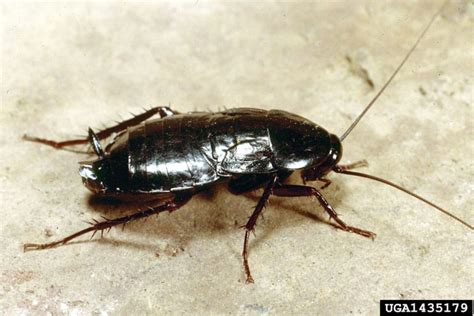 The Oriental Cockroach -Identification, Tips and Solutions - Cockroach ...