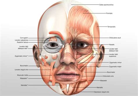 Head Muscles 3D Illustration | Muscle 3D Anatomy