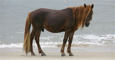 Chincoteague Pony