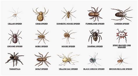 Check Here Are Various Types Of Spiders Such As Cellar - Poisonous Spiders In Alabama, HD Png ...