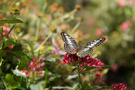 The Butterfly Pavilion at the Natural History Museum is so dreamy | DC Refined