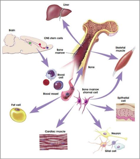 Stem Cells- Definition, Properties, Types, Uses, Challenges