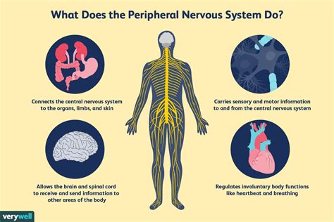 Peripheral Nervous System: What It Is and How It Works