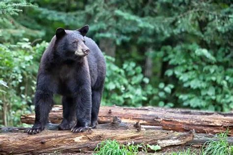 Where and When to Spot Your Favorite Smoky Mountain Wildlife