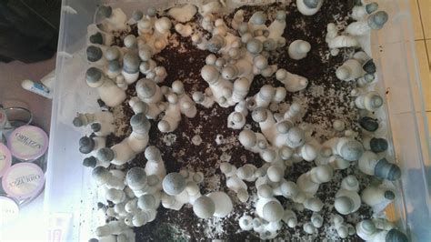 APE grow - Mushroom Cultivation - Shroomery Message Board