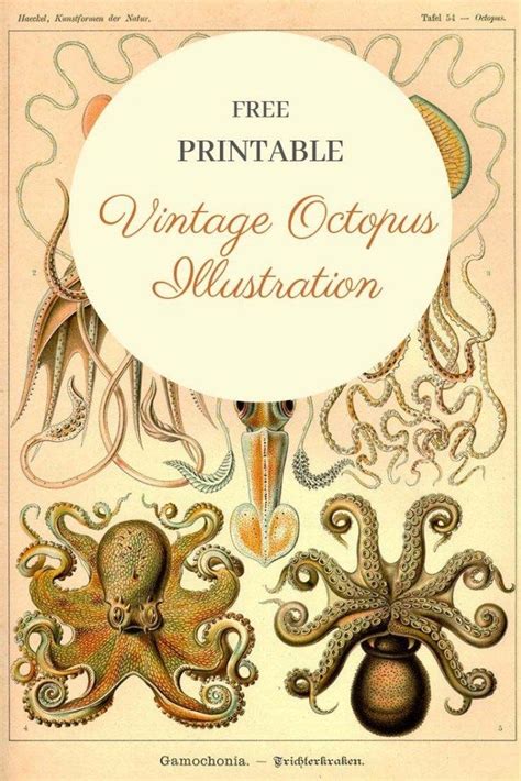 Vintage Prints, Vintage Art, Vintage Modern, Vintage Paper, Octopus Species, Octopus Drawing ...