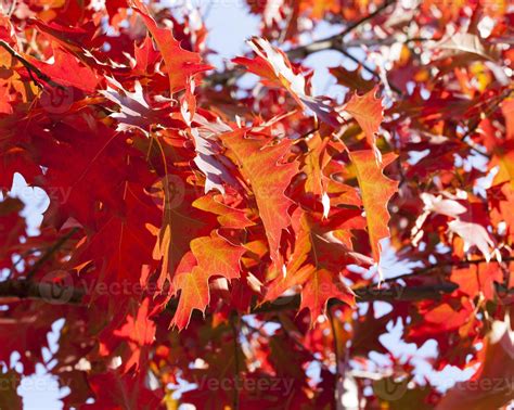 red maple leaves 9657040 Stock Photo at Vecteezy