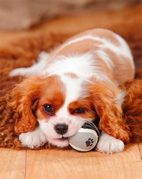 25 Low-Maintenance Dog Breeds for People with Super-Hectic Lives - PureWow