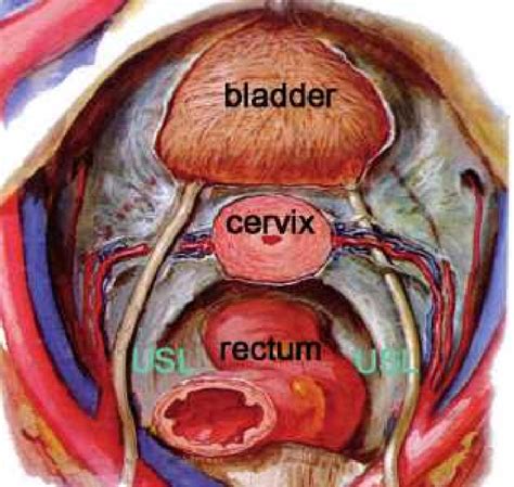 Abdomen And Pelvis Diagram