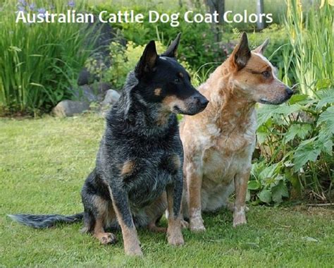 A Simple Guide to Australian Cattle Dog Coat Colors - PetHelpful