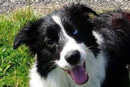 Understanding Collie Eye Anomaly: Causes, Symptoms, and Treatment | SyncPlus Pets