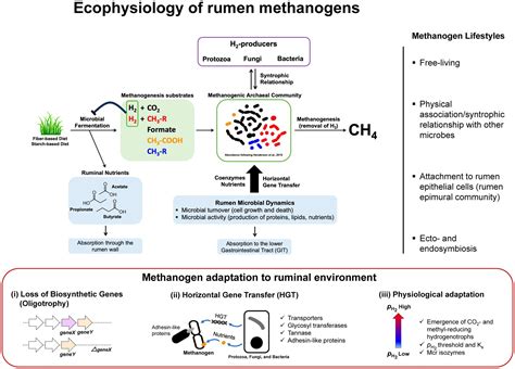 Frontiers | Evolving understanding of rumen methanogen ecophysiology