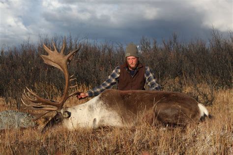 Trophy Mountain Caribou Hunting In Canada - Big Game Hunting Adventures