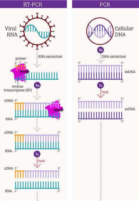 Pcr Steps Diagram