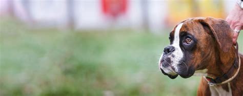 How to Train a Boxer Puppy to be a Guard Dog | Wag!