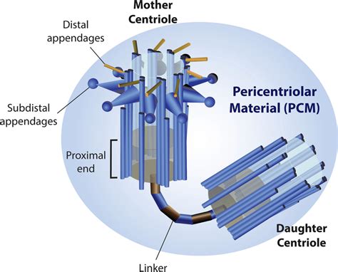 Centrosomes are microtubule-organizing and nucleating centers of cells.... | Download Scientific ...