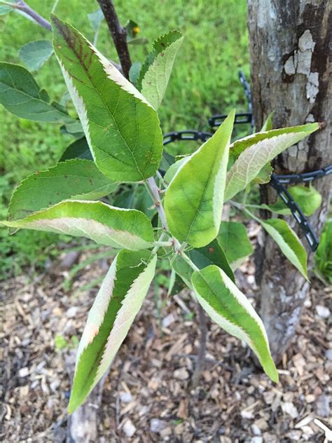 Leaf curl on young Apple trees - General Fruit Growing - Growing Fruit