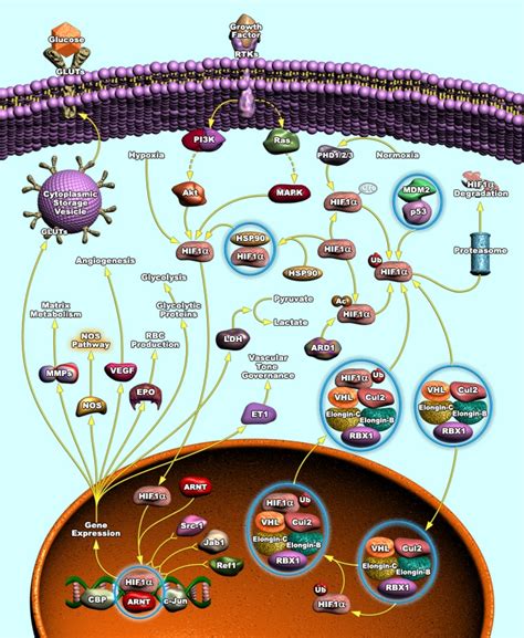 HIF1-alpha Signaling Pathway | RayBiotech