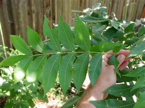 Pecan Tree Leaves | The Tree Center™