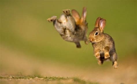 How High Can Rabbits Jump? - Sand Creek Farm