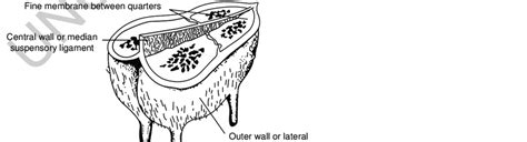 Cow Udder Diagram