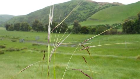 New study warns Chilean needle grass poses $1.1b threat to New Zealand