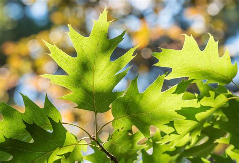 Southern Red Oak, a Top 100 Common Tree in North America