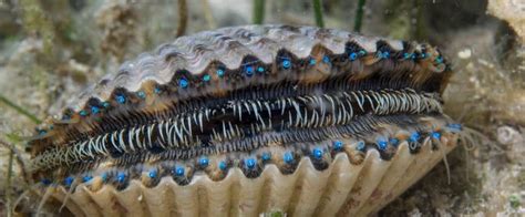 Eyes and teeth of a scallop - Awesome | Scallops, Eyes, Scallop