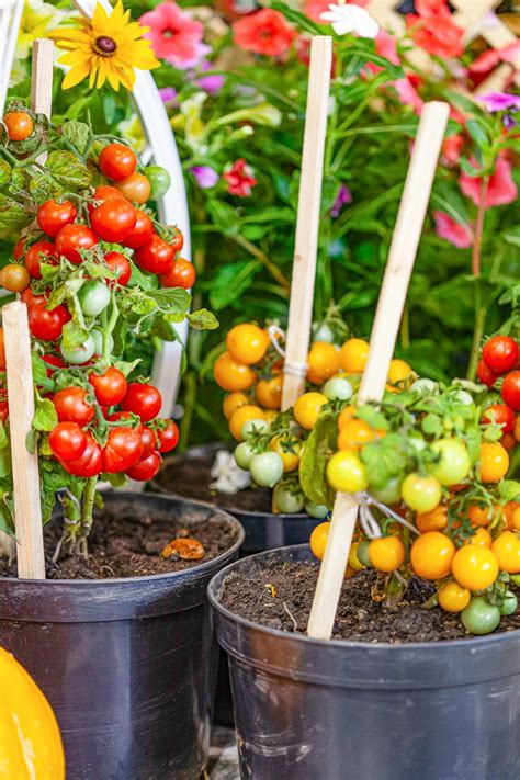 Vegetable Container Gardening: 15 Veggies to Grow in Pots