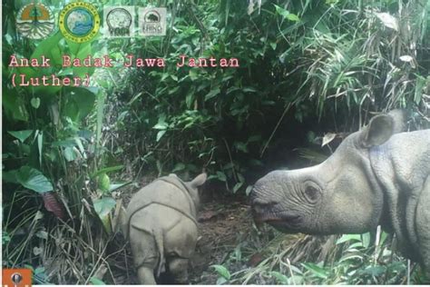 Mengenal badak jawa, sang unicorn Ujung Kulon - ANTARA News