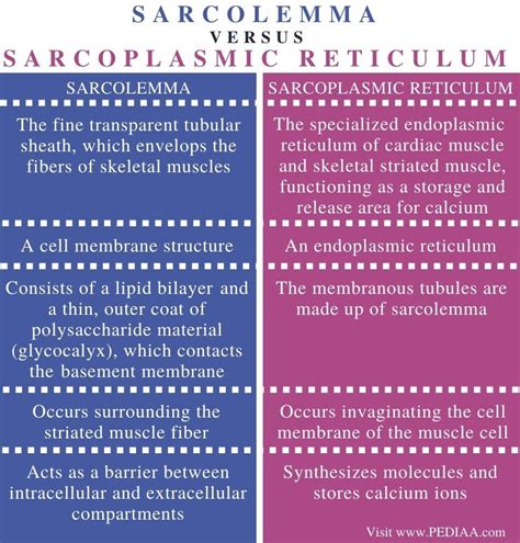 What is the Difference Between Sarcolemma and Sarcoplasmic Reticulum ...