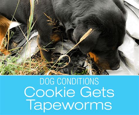 Canine Intestinal Parasites: Cookie Has Tapeworm Infection