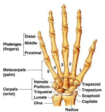 Metacarpal & Phalange bones at University of Texas - Permian Basin ...