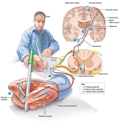 Read More and Download Book immediately Overview of nervous system ...