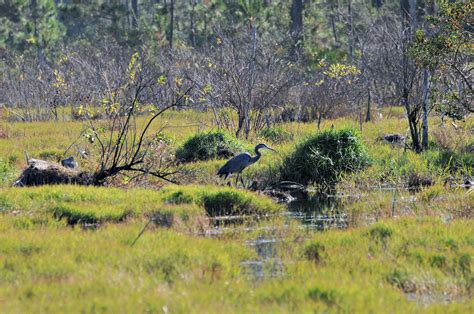 Bon Secour Nature Walks Explore the Alabama Gulf Coast