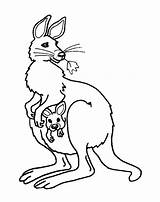 Kangaroo Coloring Pages For Preschoolers sketch template