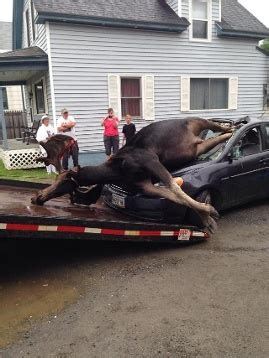 Insane Images Of Moose Colliding With Car Near Monson In Maine