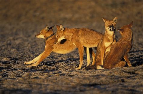 Managing Disease in Ethiopian Wolves - IUCN SOS