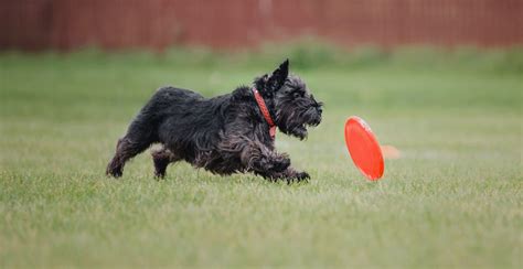 Miniature Schnauzer Guide (Size & Breed Characteristics)