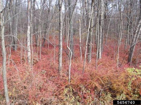 Barberry, Japanese | Vermont Invasives