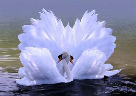 Free download swan love Beautiful Pictures Photo 34674027 [800x566] for your Desktop, Mobile ...