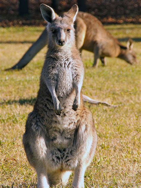 カンガルーの喉かき切って死なせる、中国語話す男を訴追 豪 写真1枚 国際ニュース：AFPBB News