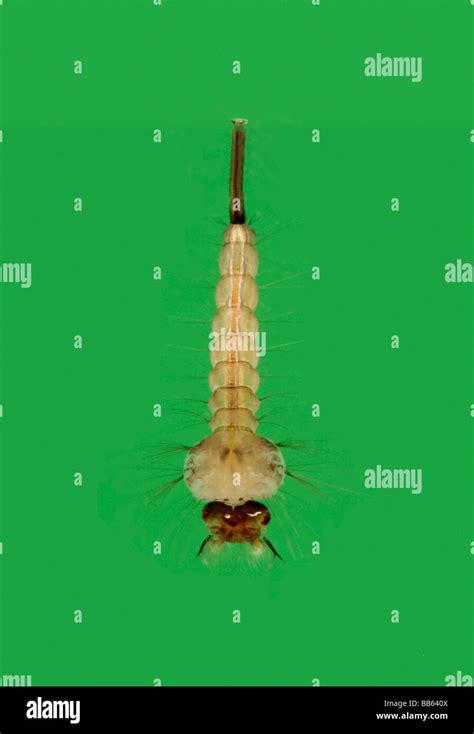 Common gnat Culex pipiens larvae Stock Photo - Alamy