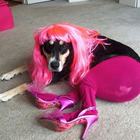 a dog with pink hair laying on the floor