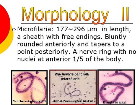 Wuchereria bancrofti and Brugia malayi are filarial nematodes