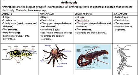 Science and Physical Education: Invertebrate animals classification