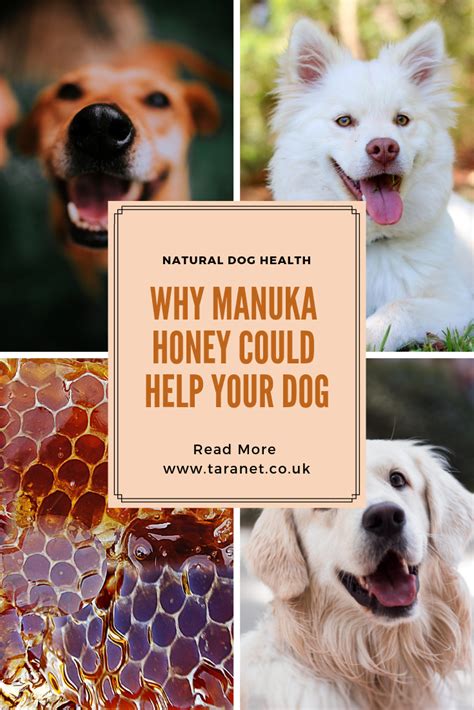 Why manuka honey could help your dog Canine Health, Pet Health, Skin Health, Health Care ...