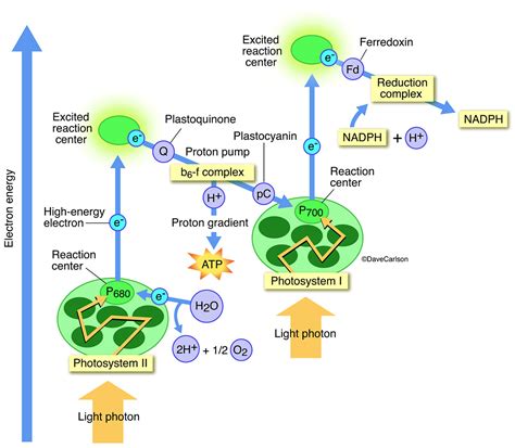 Photosynthesis Process